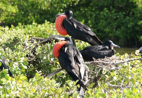 Mating male birds © SW